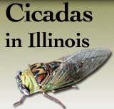 Cicadas in Illinois