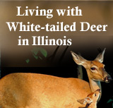 This website provides residents of Illinois with information about how to coexist with Illinois deer.