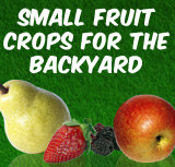 Backyard Fruits