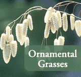 Ornamental Grasses