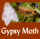Gypsy Moth Reporting Site