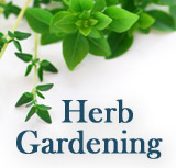 Herb Gardening