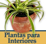 Plantas para Interiores