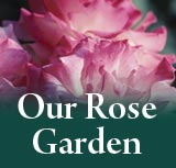 Our Rose Garden
