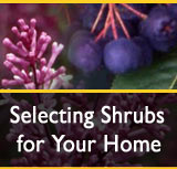 Selecting Shrubs for Your Home