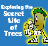 Secret Life of Trees