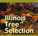 Illinois Tree Selection