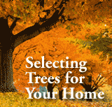 Selecting Trees for Your Home