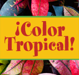 ¡Color Tropical!