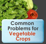Common Vegetable Problems