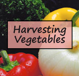 Harvesting Vegetables