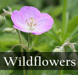 Wildflowers