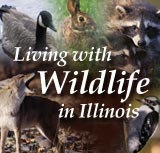 Living with Wildlife in Illinois