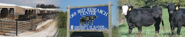 Decorative Graphic