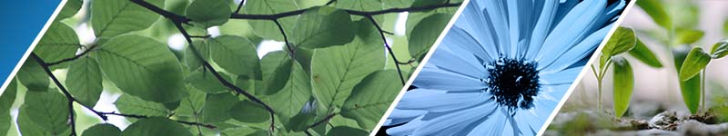 Kaleidoscope of Garden Facts