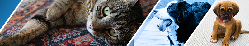 Animal Shelter Volunteer Training