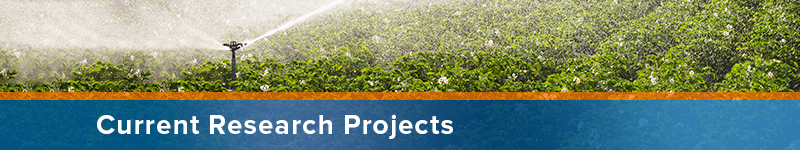 Current Research Projects