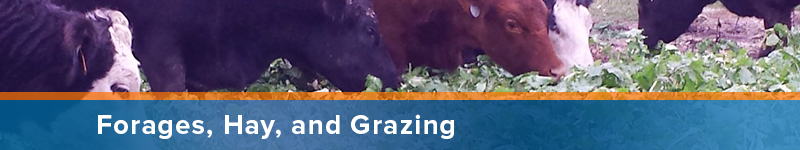 Forages, Hay and Grazing