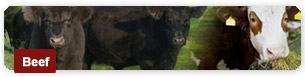 Beef