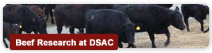 Beef Research at DSAC