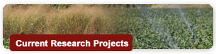 Current Research Projects