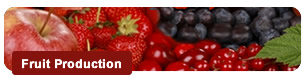 Fruit Production
