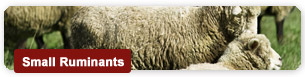 Small Ruminants