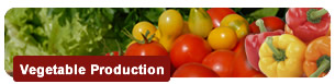 Vegetable Production