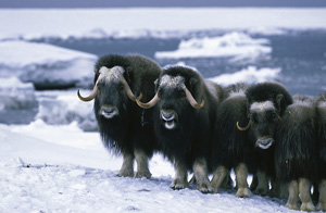 musk oxen