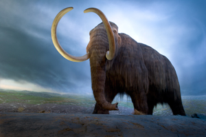 woolly mammoth