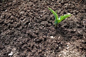 vegetation growing in dark soil