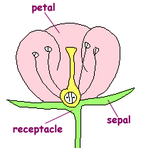 petal parts