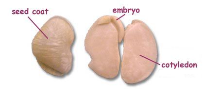 Diagram of Seed Coat, Embryo, Cotyledon