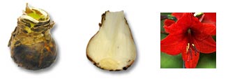 Photos of Amaryllis Bulbs and Flower
