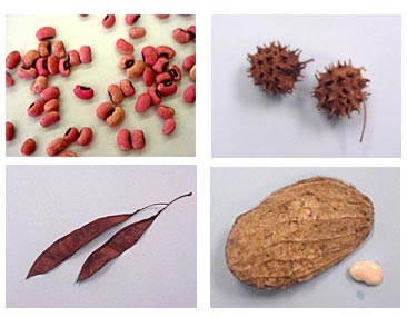 pictures of different types of seeds