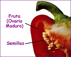 Diagrama de un pimiento rojo con semillas