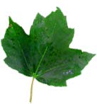 Photo of simple leaf