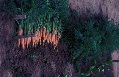 Freshly dug Carrots