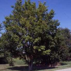 mie.maple-aptinomeまとめ Buy Acer palmatum 'Olsen's Frosted Strawberry' Japanese