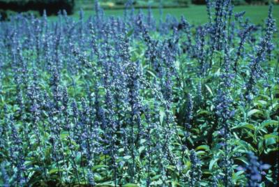 <em>Salvia farinacea</em> 'Victoria Blue'