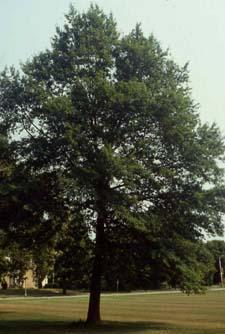 Shingle Oak form