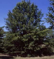 Pin Oak form
