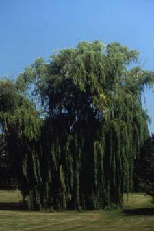 'Tristis', a cultivar of White Willow