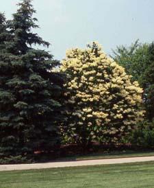 Japanese Tree Lilac in flower