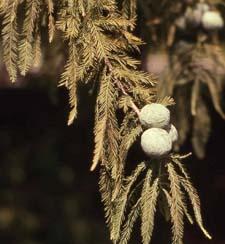 Bald Cypress leaves (needles) and fruit (cones)