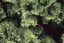 Eastern Arborvitae leaves (needles)