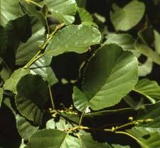 European Alder leaves