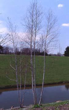 Gray Birch form in winter