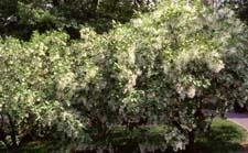 White Fringetree in flower