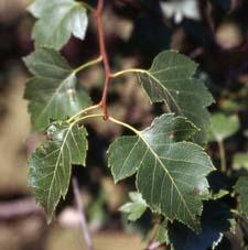 Washington Hawthorn leaves